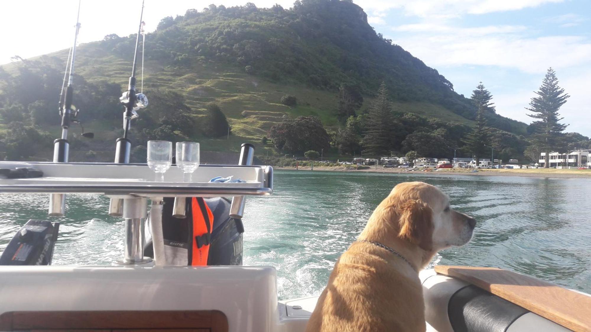 Charm On Commons, Mauao Lägenhet Mount Maunganui Exteriör bild